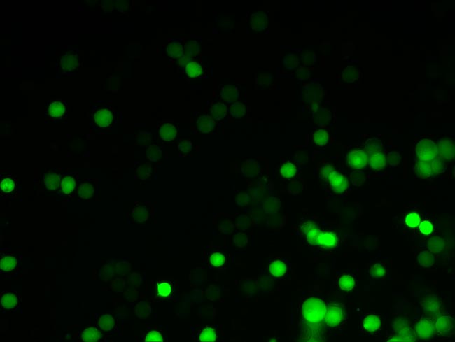 圖森在腫瘤醫院拍攝的照片