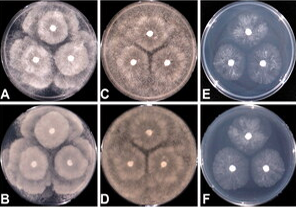 韓國(guó)耐高溫真菌和卵菌的研究